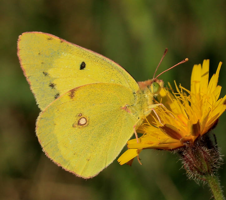Colias erate - csángó-kéneslepke