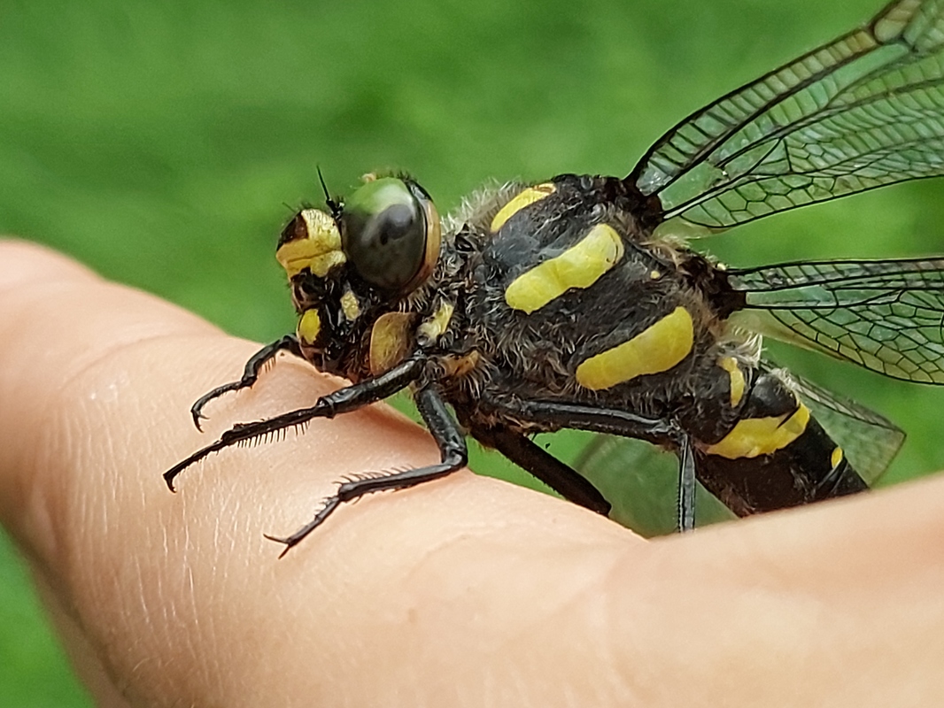Thecagaster bidentata - sötét hegyiszitakötő
