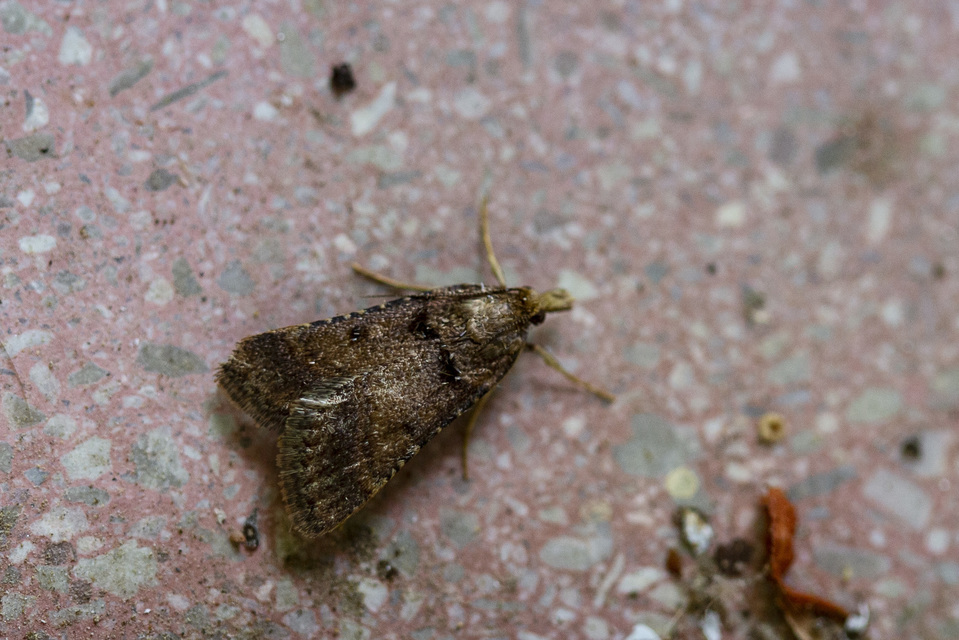 Stemmatophora brunnealis - barna fényilonca