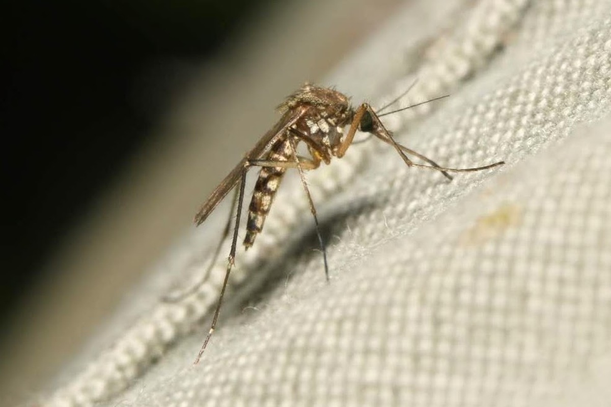 Aedes vexans - gyötrő szúnyog