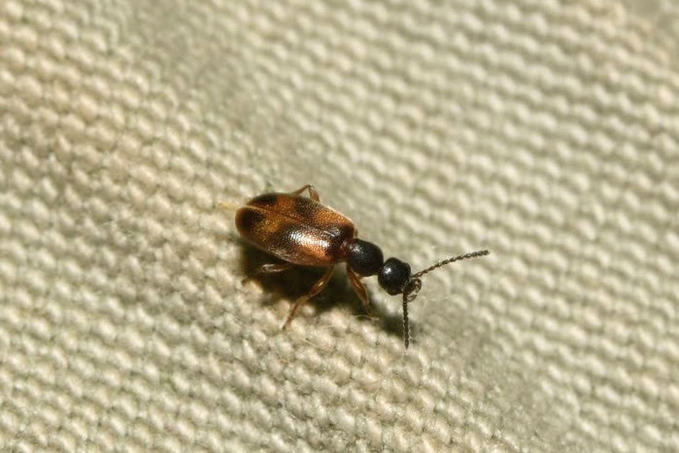 Anthicus antherinus - közönséges fürgebogár