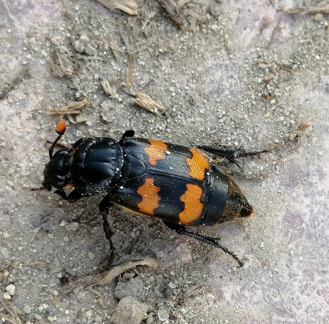 Nicrophorus interruptus - sárgaszőrű temetőbogár