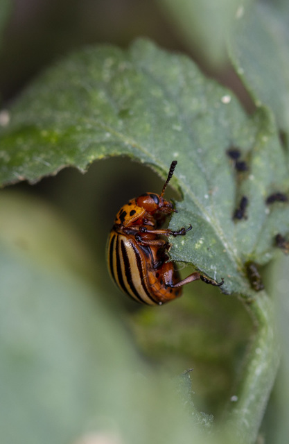 Leptinotarsa decemlineata - burgonyabogár