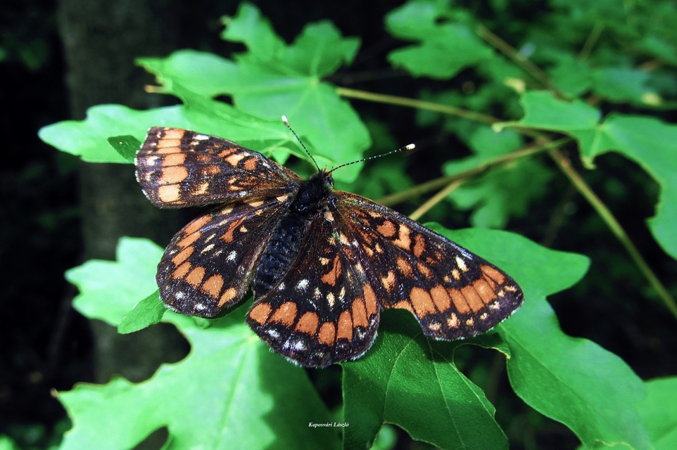 Euphydryas maturna - díszes tarkalepke