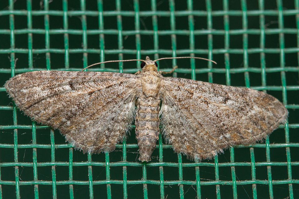 Eupithecia millefoliata - cickafark-törpearaszoló