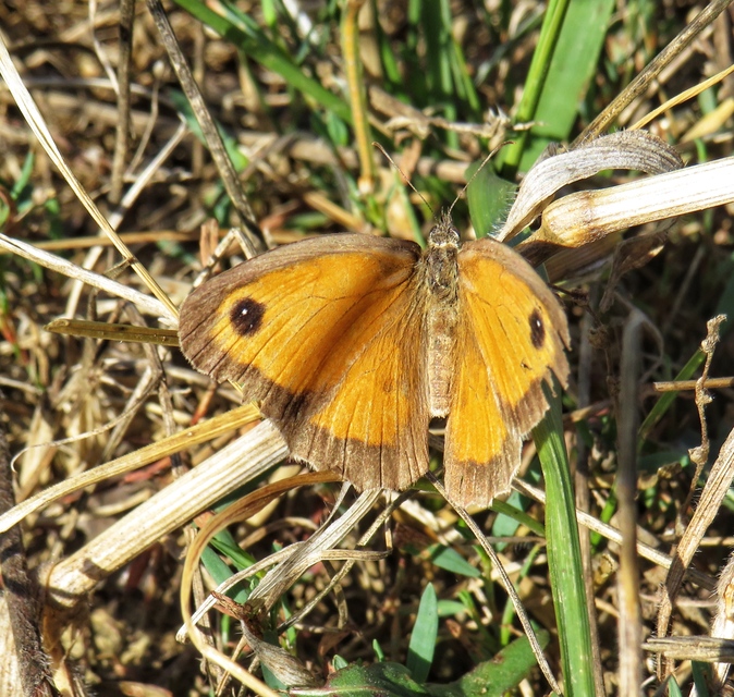 Pyronia tithonus - kis ökörszemlepke
