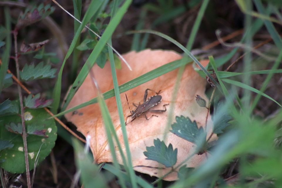 Camptopus lateralis - görbelábú karimáspoloska