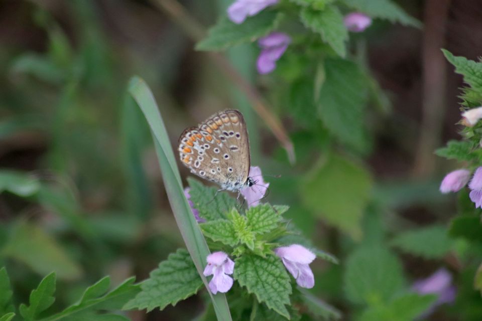 Polyommatus icarus - közönséges boglárka
