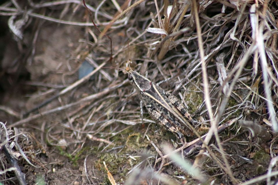 Calliptamus italicus - olaszsáska