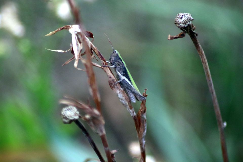 Gomphocerinae