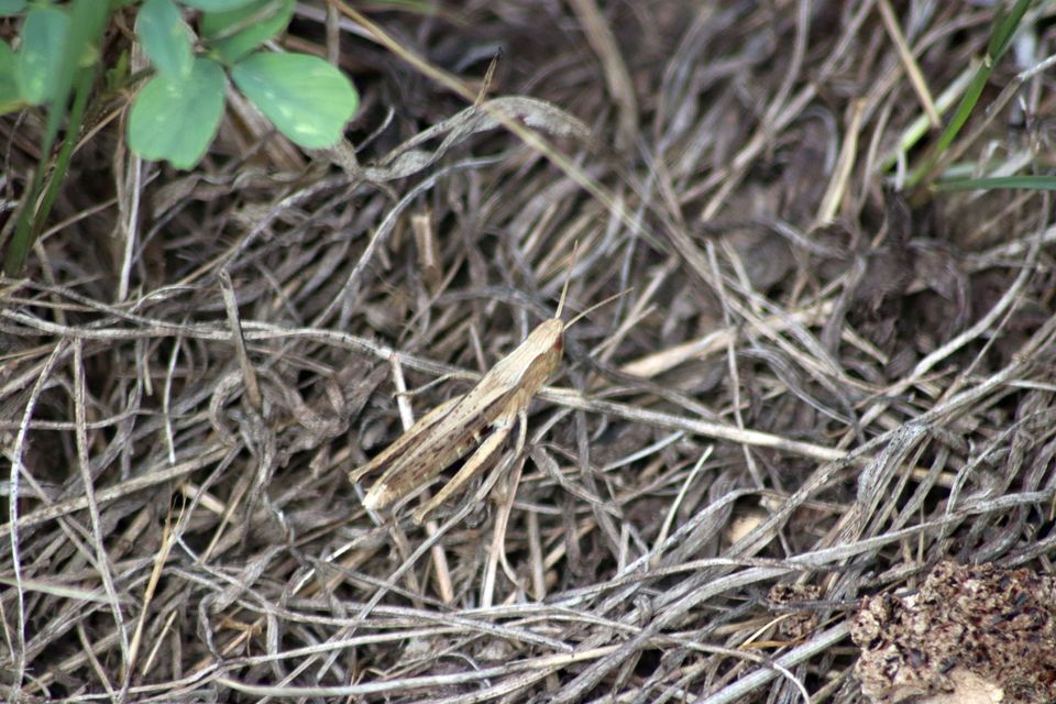 Chorthippus (Chorthippus) (subgenus)