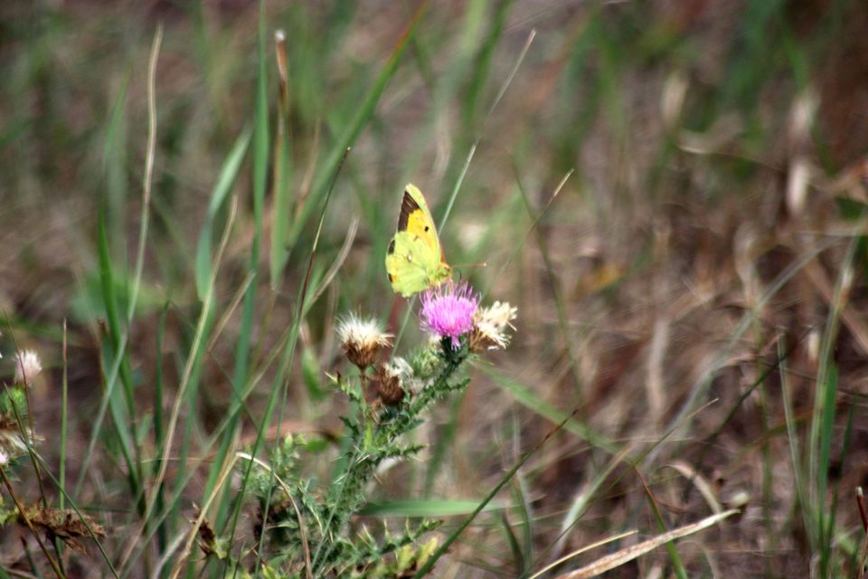 Colias croceus - sáfránylepke