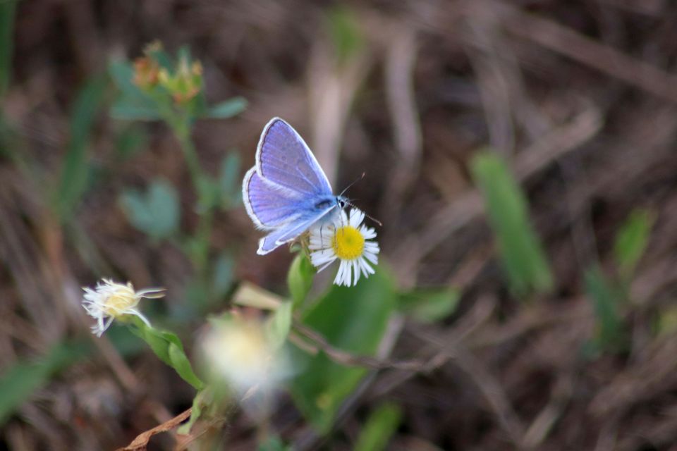 Polyommatus icarus - közönséges boglárka
