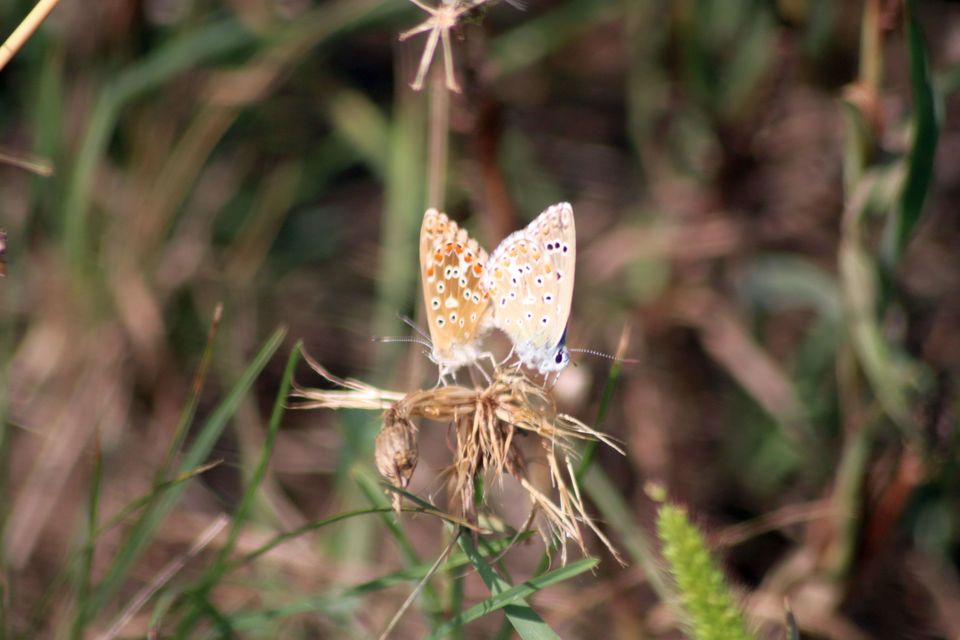 Polyommatus bellargus - égszínű boglárka