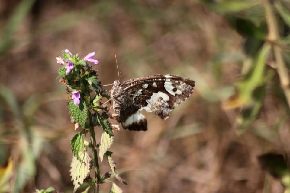 Brintesia circe - fehéröves szemeslepke