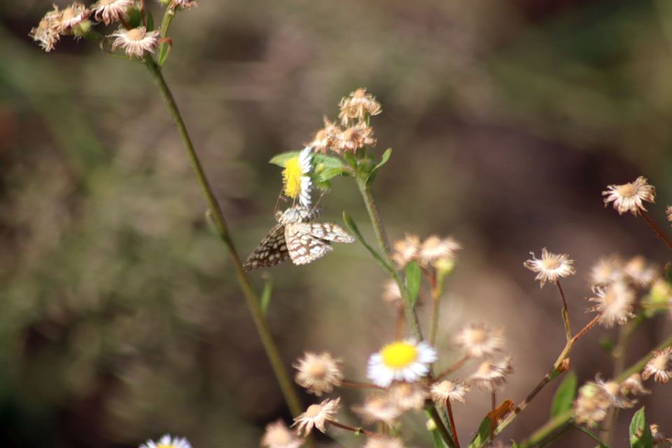 Chiasmia clathrata - rácsos rétiaraszoló
