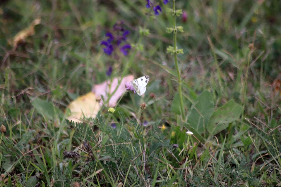 Pontia edusa - rezedalepke