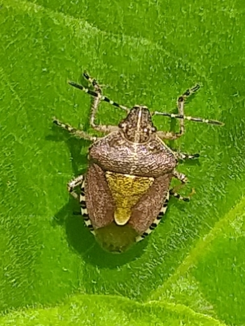 Dolycoris baccarum - közönséges bogyómászó-poloska
