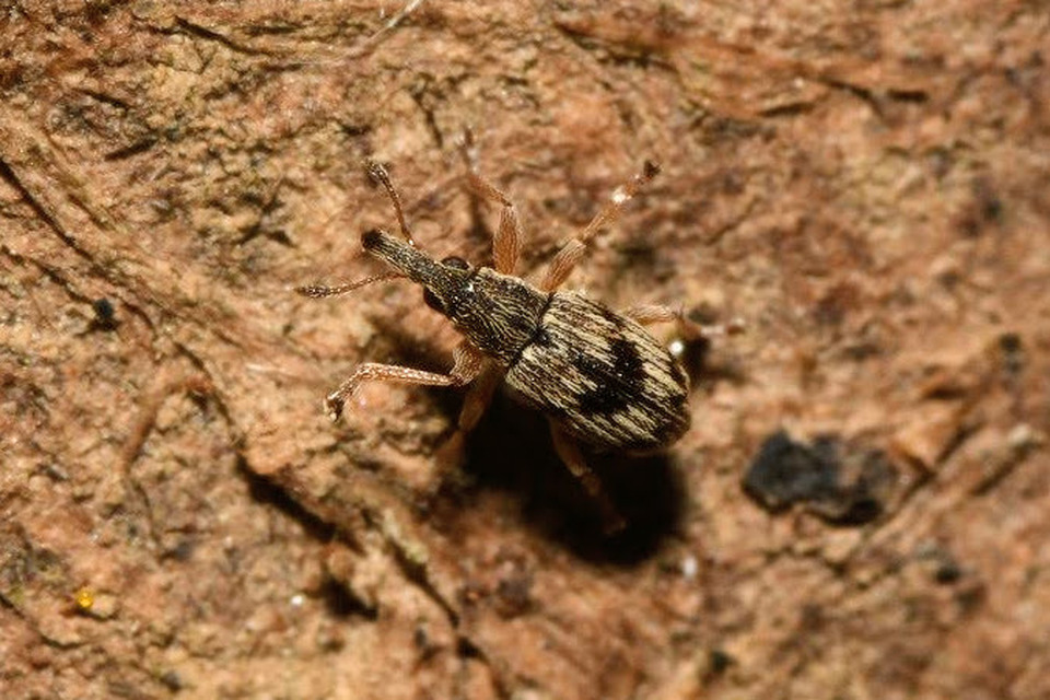 Taeniapion urticarium - csalán-cickányormányos