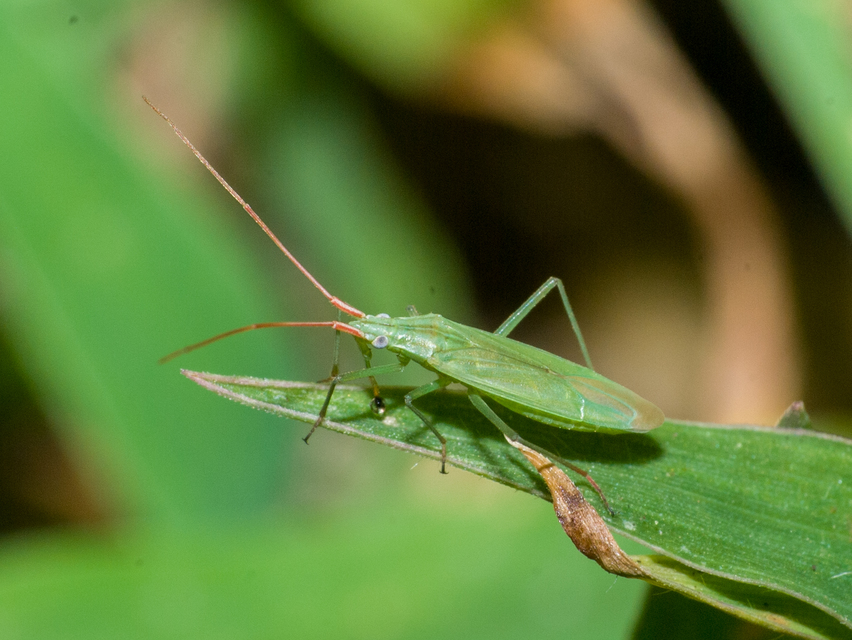 Trigonotylus