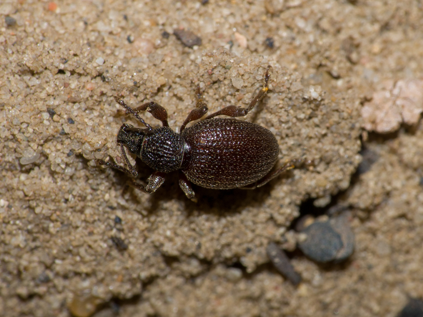Otiorhynchus ovatus - apró gyalogormányos