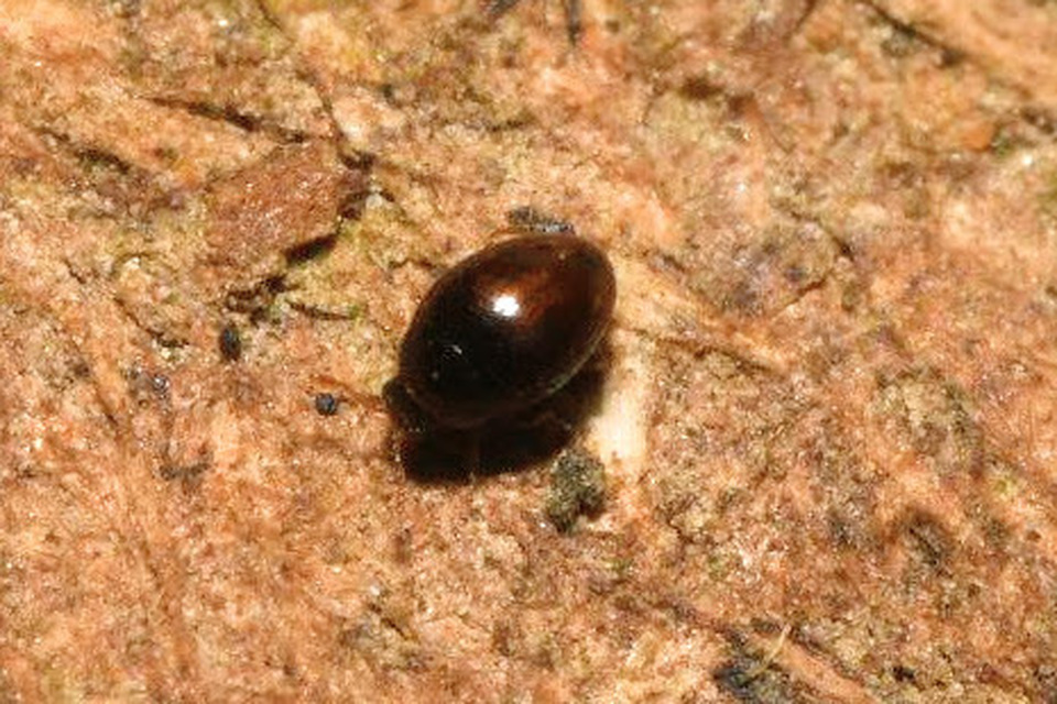 Ephistemus