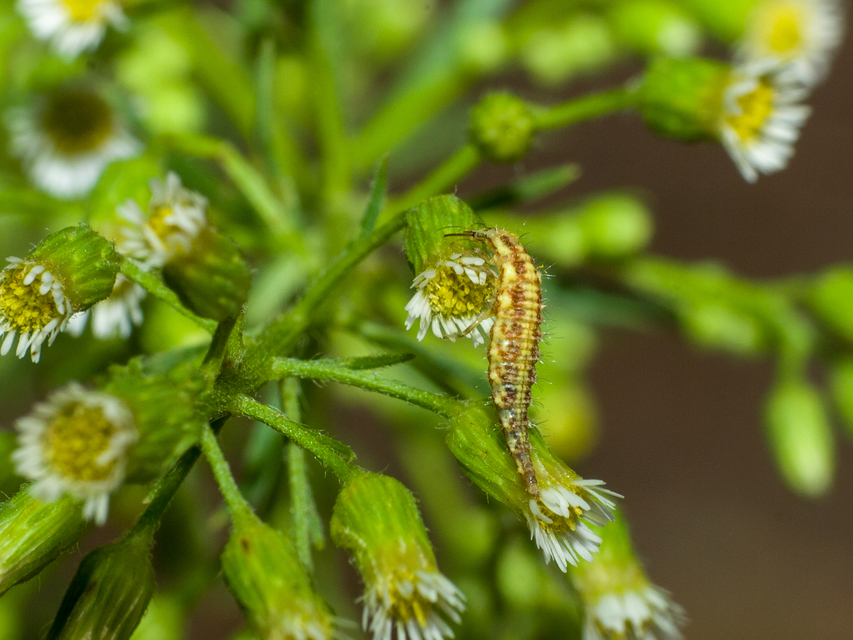 Chrysopidae - zöldfátyolkák