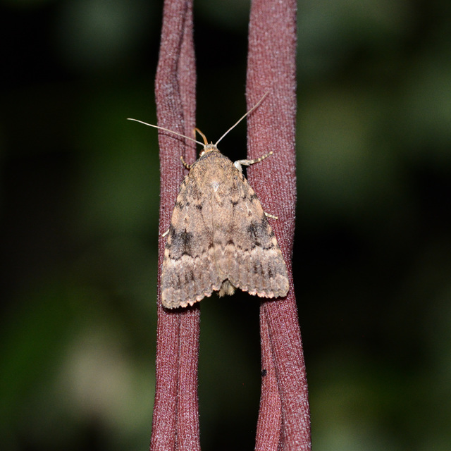 Amphipyra pyramidea - fahéjszínű bagoly