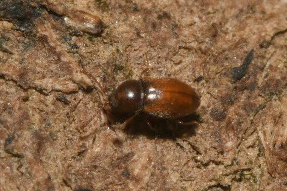 Cryptophagidae - penészbogárfélék