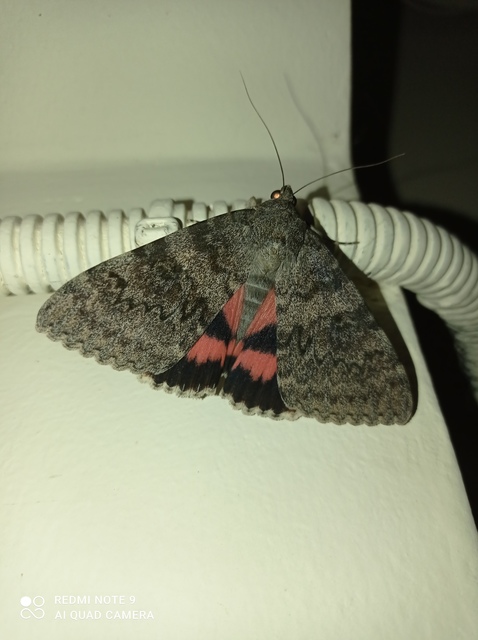 Catocala elocata - közönséges övesbagoly