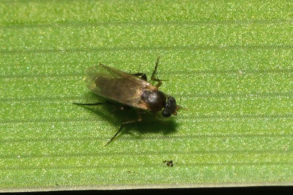 Phoridae - púposlégyfélék