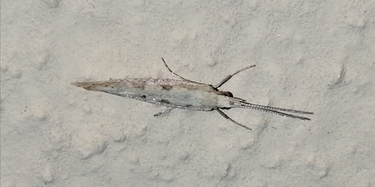 Plutella xylostella - káposztamoly