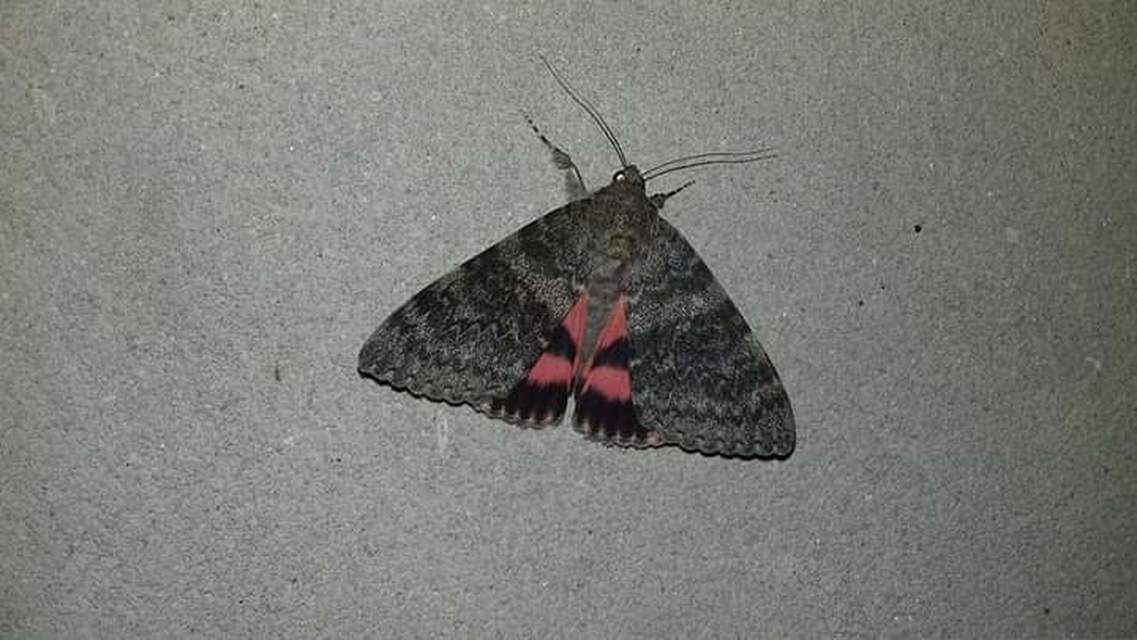 Catocala elocata - közönséges övesbagoly