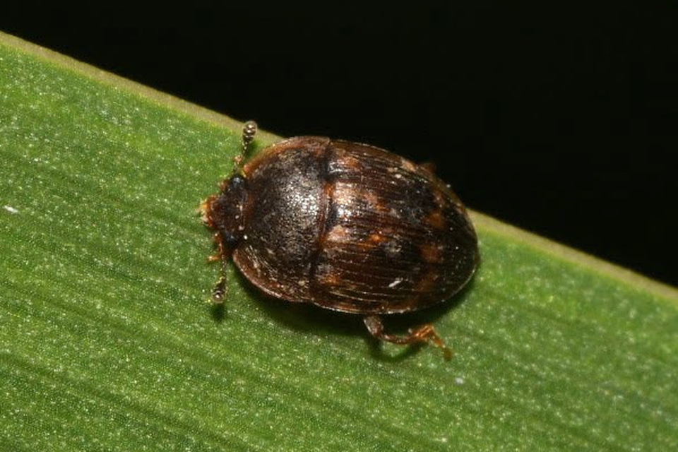 Stelidota geminata - szamóca-fénybogár