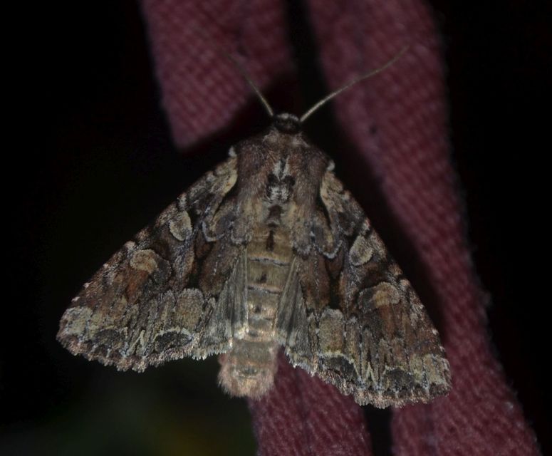 Lacanobia thalassina - borbolya-kertibagoly