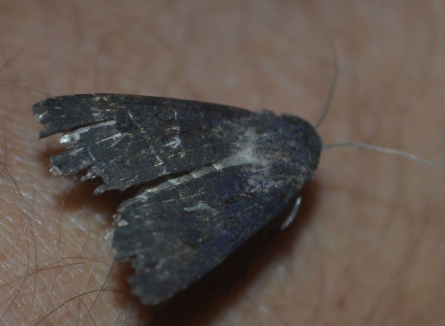Euxoa nigricans - feketés földibagoly