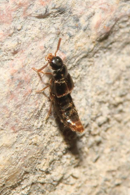 Crataraea suturalis - szegélyes pudvaholyva