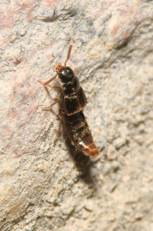 Crataraea suturalis - szegélyes pudvaholyva