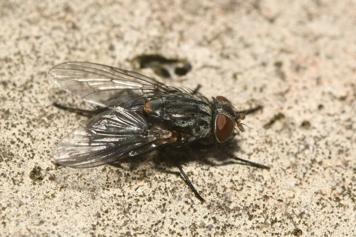 Muscina prolapsa