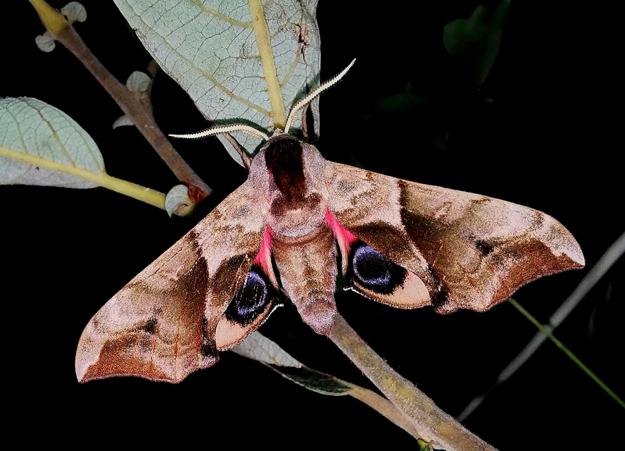 Smerinthus ocellatus - esti pávaszem
