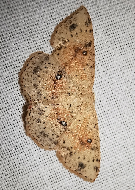 Cyclophora porata - körös pettyesaraszoló