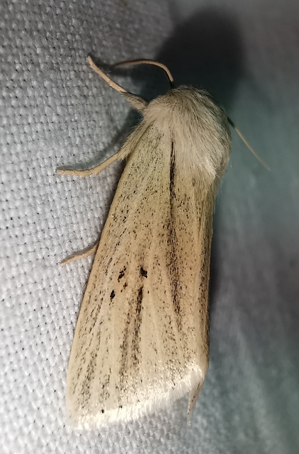 Simyra albovenosa - mocsári lándzsásbagoly Simyra albovenosa - mocsári lándzsásbagoly