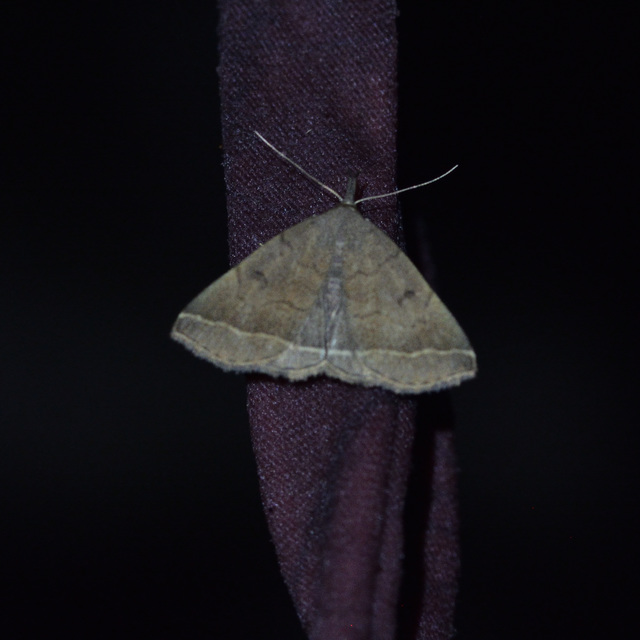 Pechipogo plumigeralis - tollascsápú karcsúbagoly