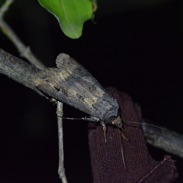 Agrotis ipsilon - nagy földibagoly