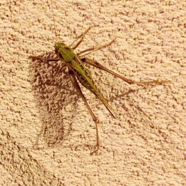 Decticus verrucivorus - szemölcsevő szöcske