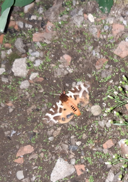 Arctia caja - közönséges medvelepke