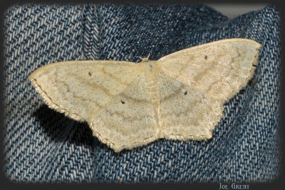 Scopula nigropunctata - feketepettyes araszoló