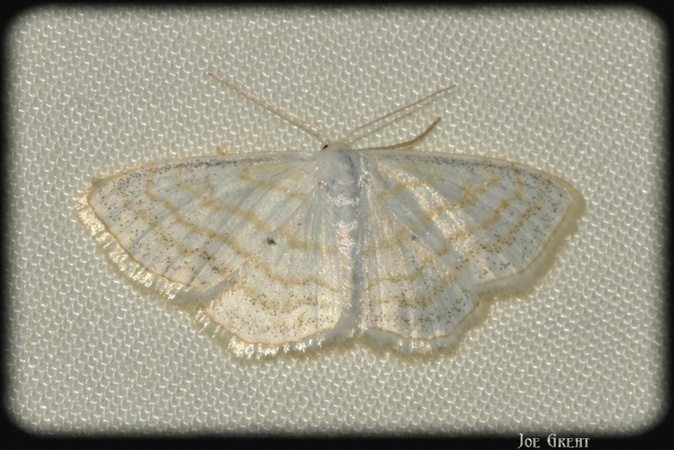 Scopula caricaria - mocsári fehéraraszoló