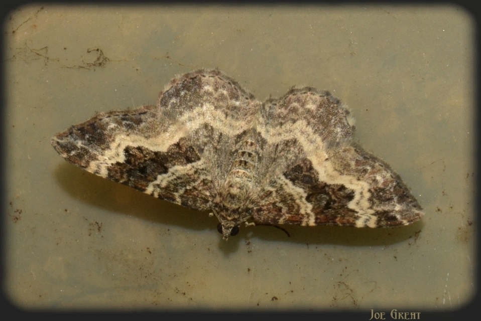 Epirrhoe alternata - galaj-tarkaaraszoló