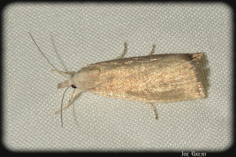 Calamotropha paludella - barna nádlevélmoly